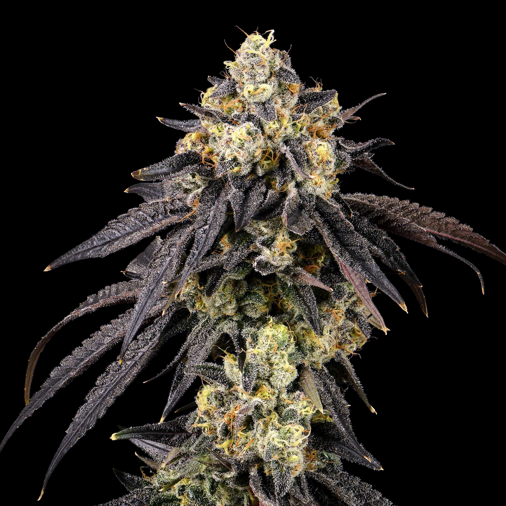 Cookies - Adios MF x GSC- 6 Pack