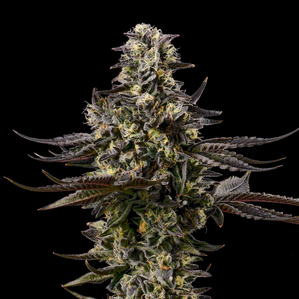 Cookies - GSC x GSC - 6 Pack