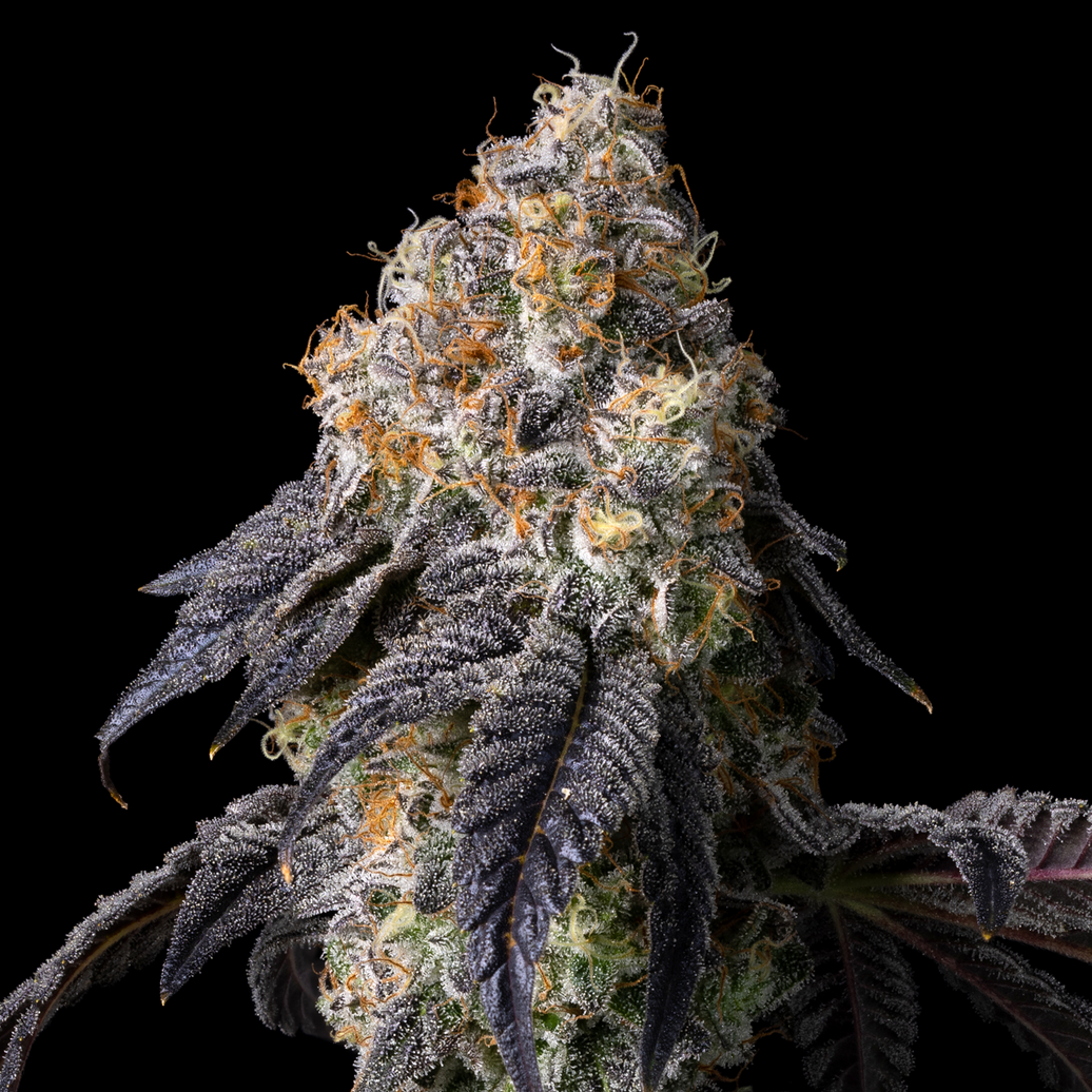 Cookies - Georgia Pie x That Badu - 6 Pack