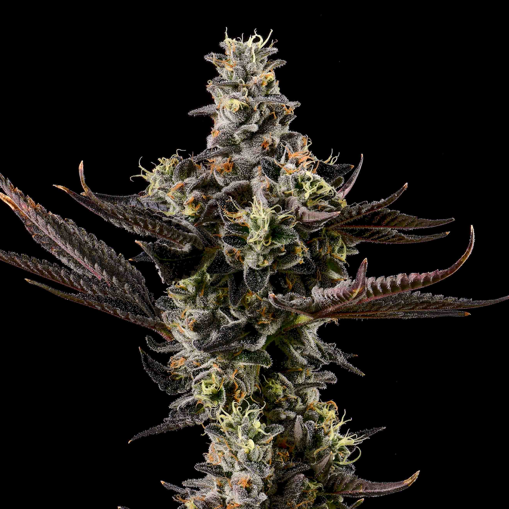 Cookies - Apples & Bananas x GSC - 6 Pack