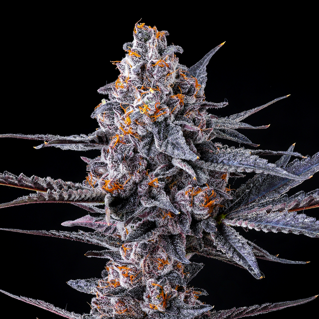 Cookies - Fried Bananas x That Badu - 6 Pack